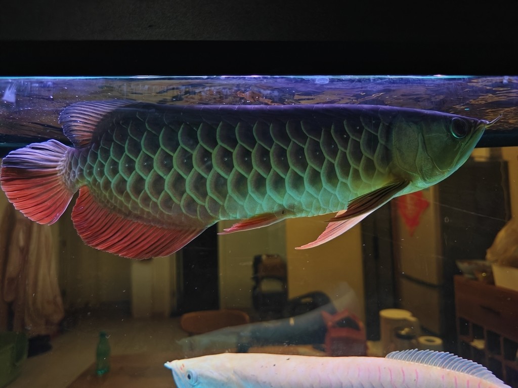 大哥們，求幫忙看一條魚