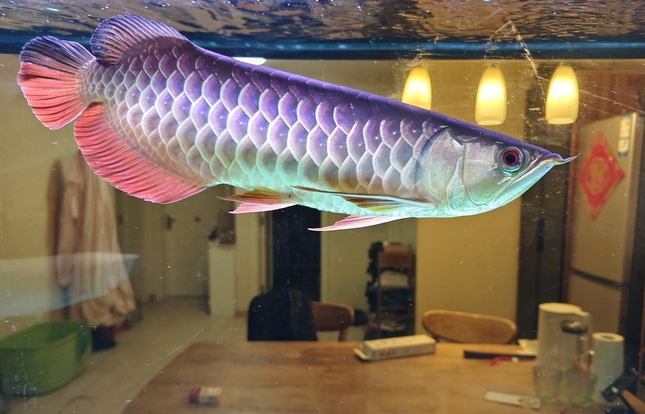 大哥們，求幫忙看一條魚