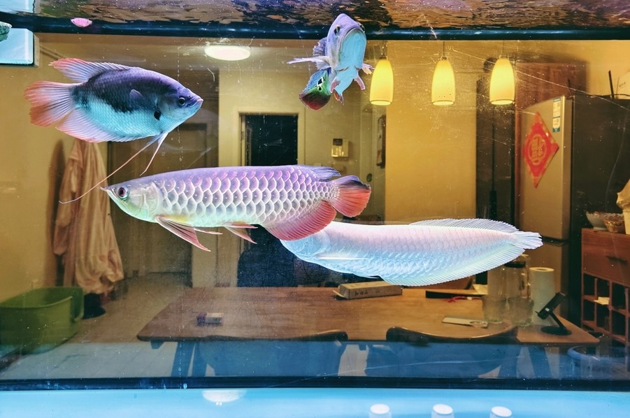 大哥們，求幫忙看一條魚