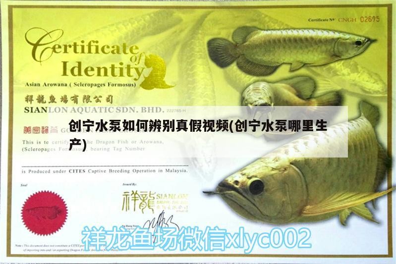 創寧水泵如何辨別真假視頻(創寧水泵哪里生產) 創寧水泵如何辨別真假視頻(創寧水泵哪里生產) 創寧水族