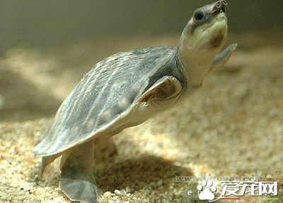 豬鼻龜繁殖技術(shù)教程：豬鼻龜怎么繁殖 豬鼻龜繁殖技術(shù)教程：豬鼻龜怎么繁殖 豬鼻龜百科 第4張