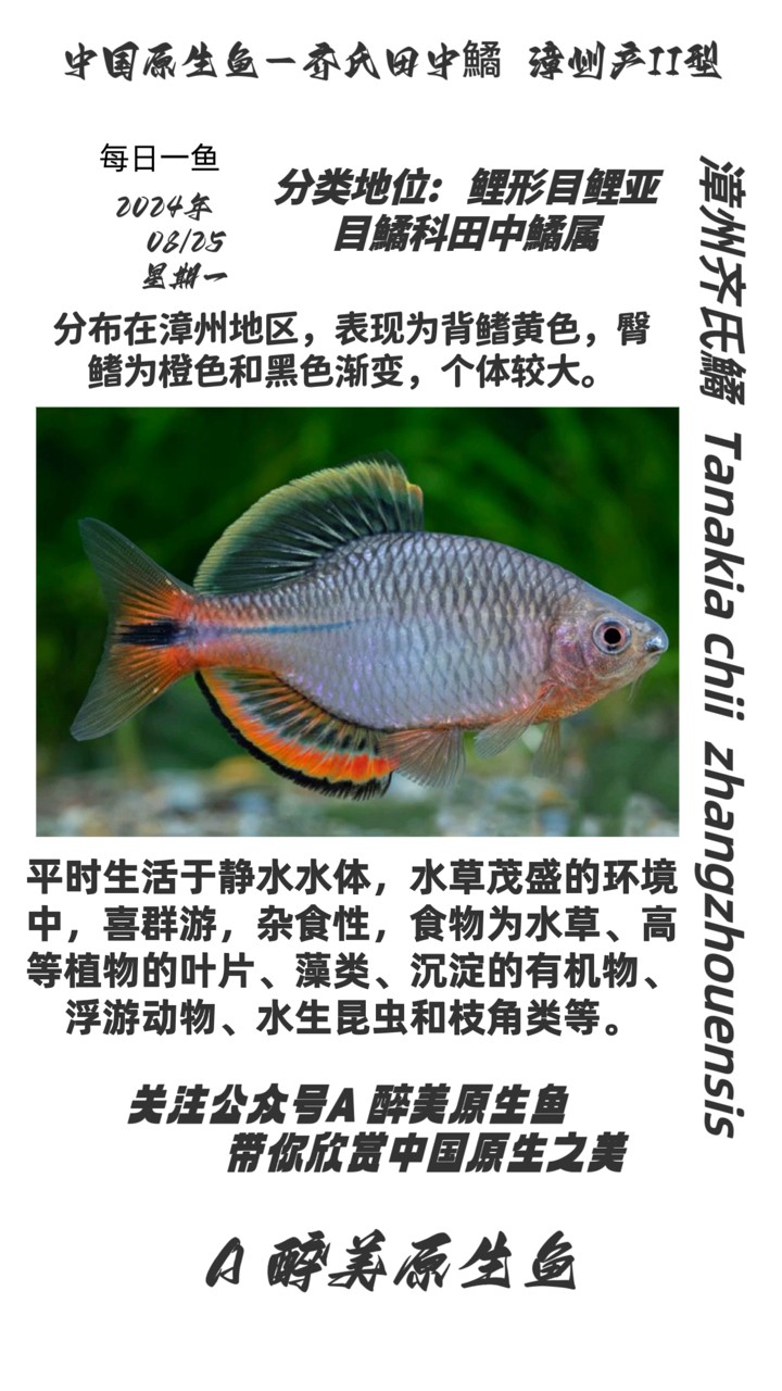 漳州齊氏鱊 第二款