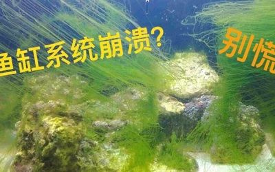大型魚缸怎么換水視頻：大型魚缸換水的一些方法和注意事項
