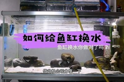 大型魚缸怎么換水視頻：大型魚缸換水的一些方法和注意事項