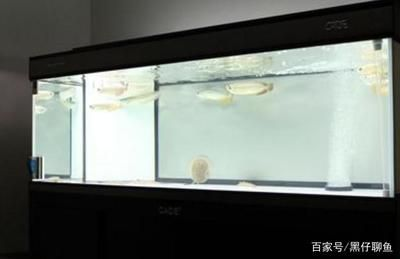 大型魚缸怎么換水視頻：大型魚缸換水的一些方法和注意事項