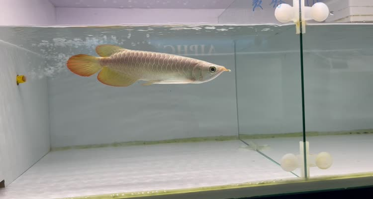 43號左缸-印尼大湖賽級小紅龍，越大越漂亮品種。