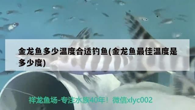 龍魚魚缸溫度多少合適冬天養魚vs祥龍魚場：冬季養龍魚注意事項祥龍魚場評價如何龍魚適宜水溫范圍