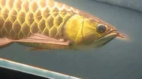 金龍魚眼睛的顏色有幾種