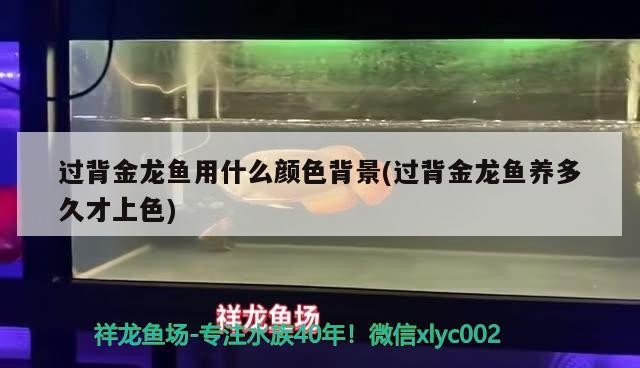 過背金龍魚用什么顏色背景(過背金龍魚養多久才上色)