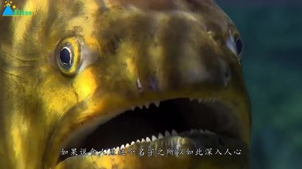 虎魚進(jìn)食：虎魚的進(jìn)食習(xí)性和飲食結(jié)構(gòu) 虎魚進(jìn)食：虎魚的進(jìn)食習(xí)性和飲食結(jié)構(gòu) 虎魚百科 第2張