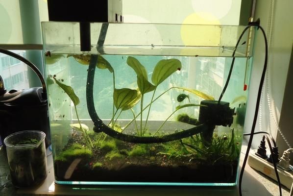 1米的魚缸用多大的水泵：1米的魚缸推薦使用20w-55w水泵具體的功率選擇