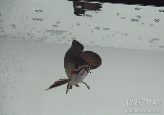 武漢紅龍魚拍賣公告：2018武漢紅龍魚拍賣會 武漢紅龍魚拍賣公告：2018武漢紅龍魚拍賣會 紅龍魚百科 第2張
