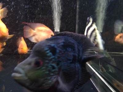 虎魚總是黑怎么辦：虎魚體色變黑可能與其基因有關， 虎魚總是黑怎么辦：虎魚體色變黑可能與其基因有關， 虎魚百科 第3張