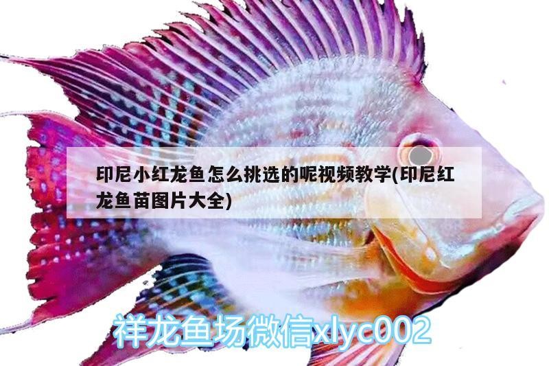 印尼小紅龍魚怎么挑選的呢視頻教學(印尼紅龍魚苗圖片大全)