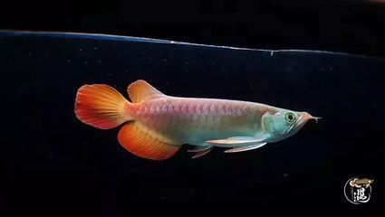 紅龍魚繁殖過程的觀察記錄：關(guān)于紅龍魚的繁殖過程的觀察記錄
