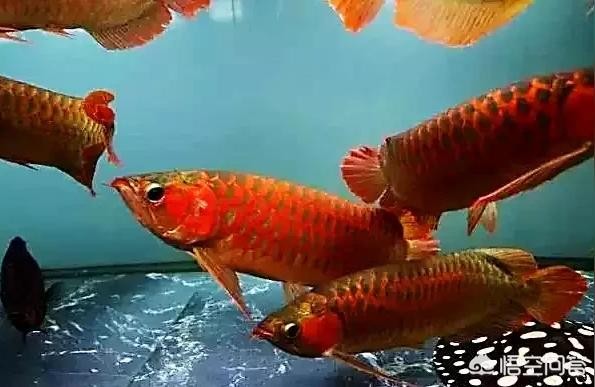 過背金龍魚入缸:古典過背金龍如何飼養