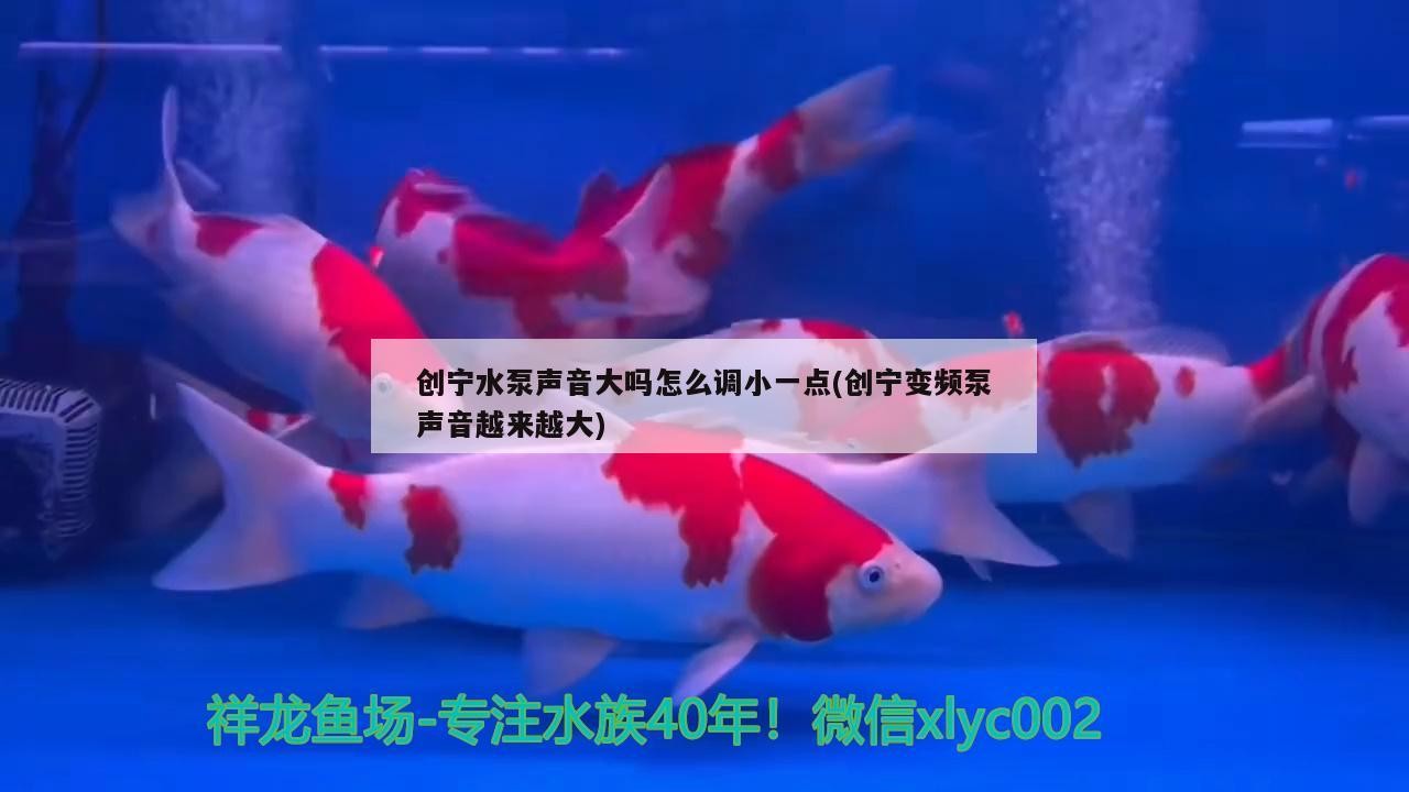 創寧水泵聲音大嗎怎么調小一點(創寧變頻泵聲音越來越大) 創寧水泵聲音大嗎怎么調小一點(創寧變頻泵聲音越來越大) 創寧水族