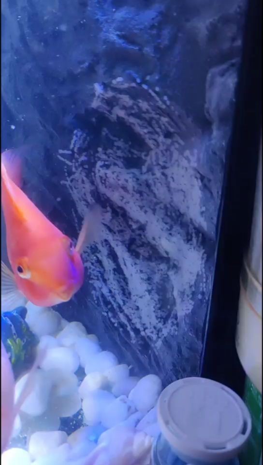 沁陽市豫陽山水奇石造景店 沁陽市豫陽山水奇石造景店 全國水族館企業名錄 第1張
