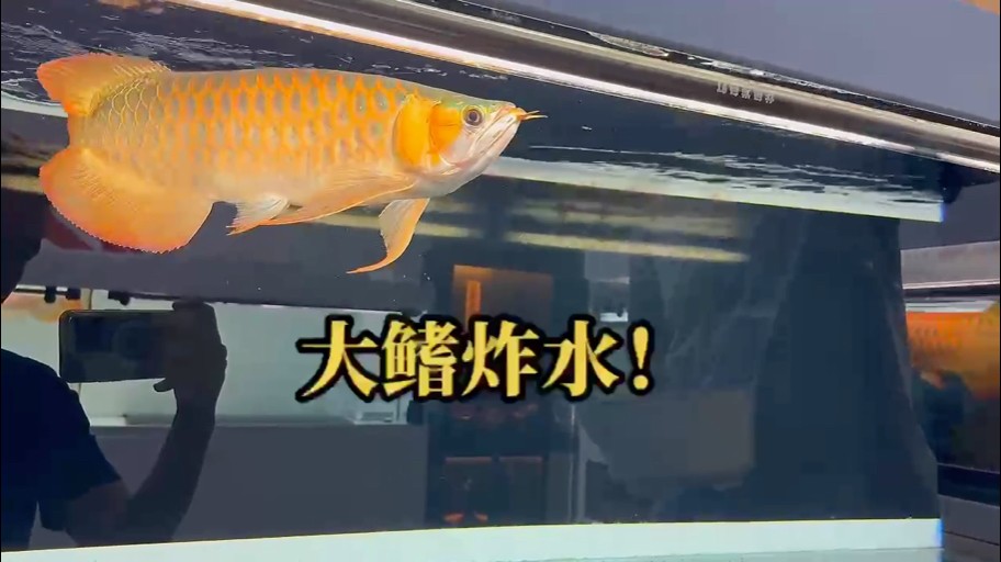 大鰭炸水 大鰭炸水 龍魚論壇