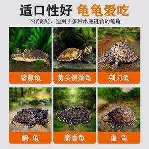 購買豬鼻龜龜案例分享：揭秘倒賣豬鼻龜的黑色產業鏈