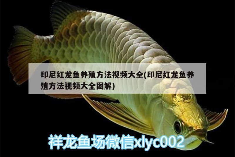 印尼紅龍魚養(yǎng)殖方法視頻大全(印尼紅龍魚養(yǎng)殖方法視頻大全圖解)