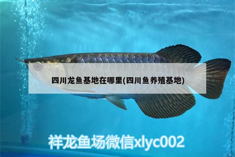 四川龍魚基地在哪里(四川魚養殖基地) 四川龍魚基地在哪里(四川魚養殖基地) 魟魚百科