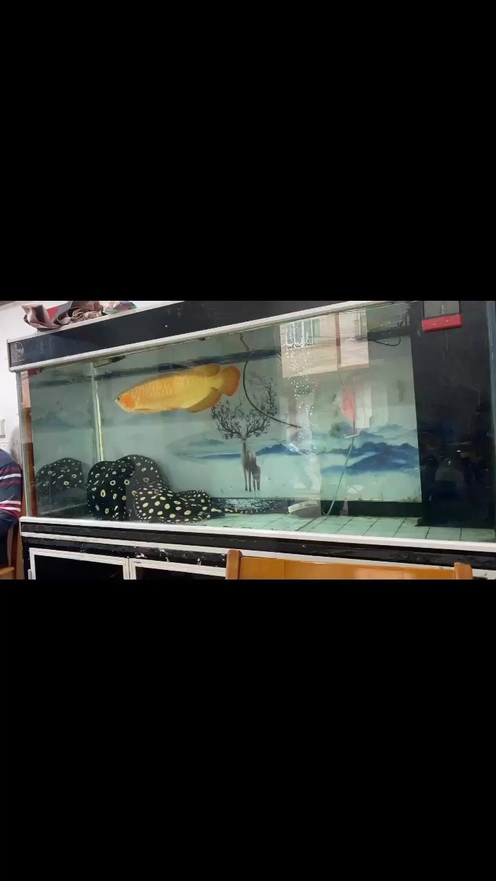 虹魚在1500*600的缸繁殖成功 虹魚在1500*600的缸繁殖成功 龍魚論壇