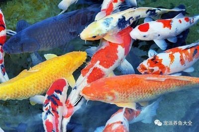 觀賞魚水族批發市場（國內最大觀賞魚批發市場在哪里）
