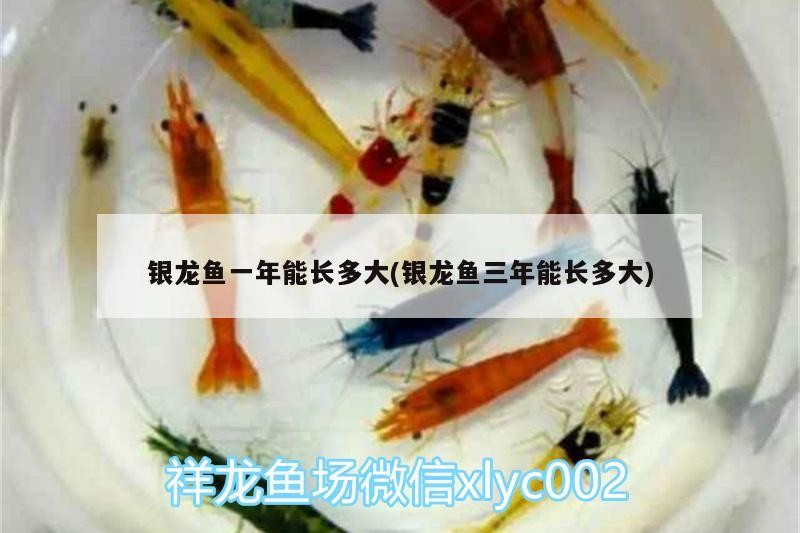 銀龍魚一年能長多大(銀龍魚三年能長多大)