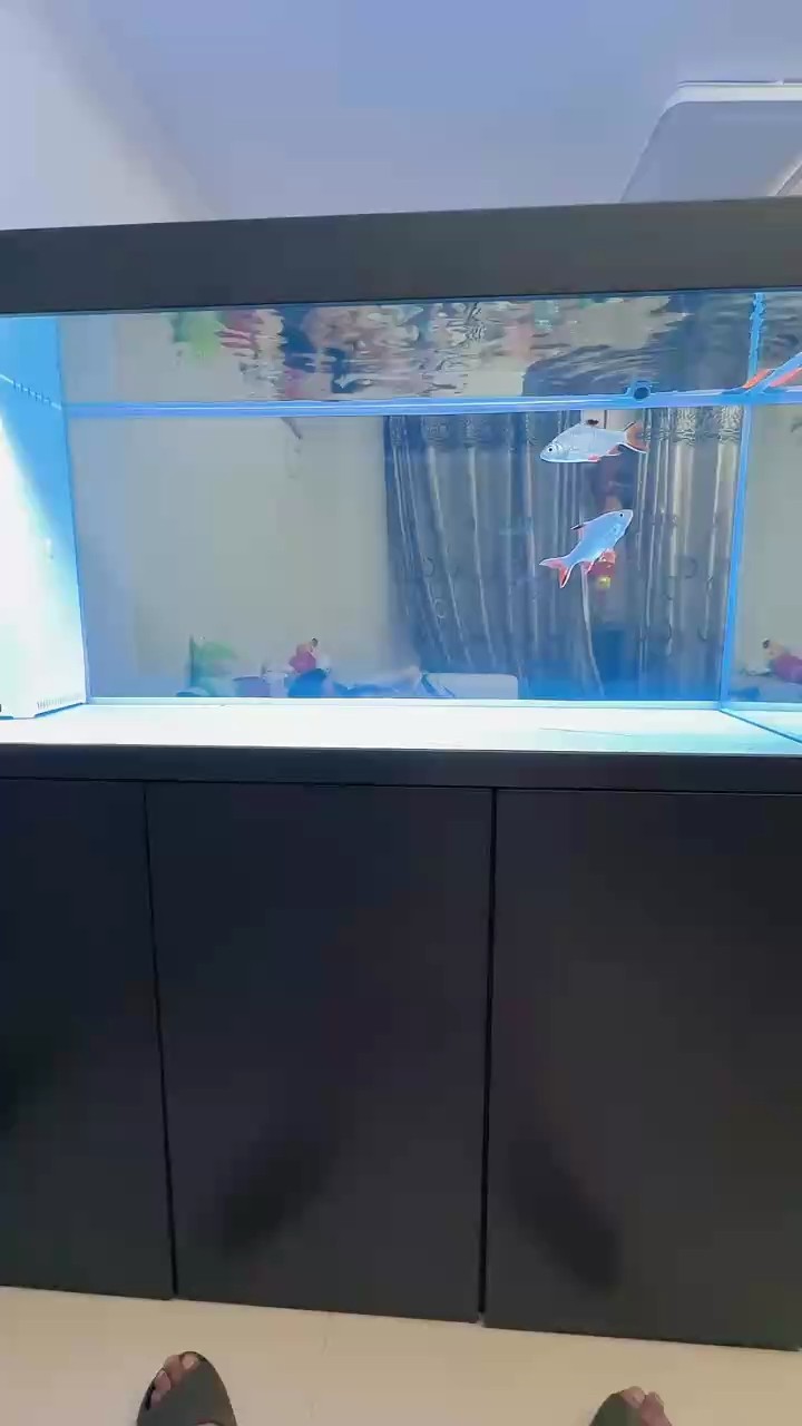 雖然水才養了三天 就拿你倆試試水了[deyi] 雖然水才養了三天 就拿你倆試試水了[deyi] 龍魚論壇