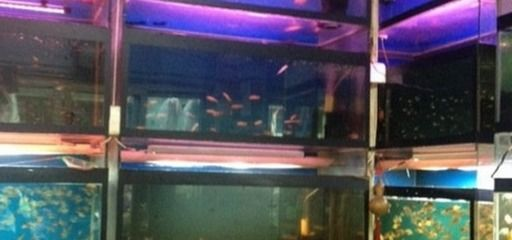 上海水族館vs祥龍魚(yú)場(chǎng)（上海水族館和祥龍魚(yú)場(chǎng)各有特色）