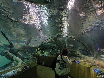 上海水族館vs祥龍魚(yú)場(chǎng)（上海水族館和祥龍魚(yú)場(chǎng)各有特色）