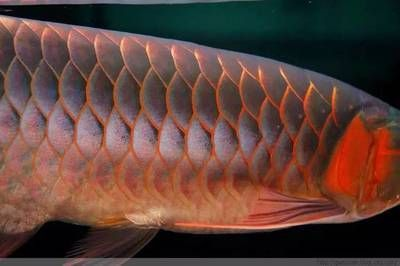 龍魚(yú)鱗片充血癥狀：龍魚(yú)鱗片充血是一種常見(jiàn)的疾病 龍魚(yú)鱗片充血癥狀：龍魚(yú)鱗片充血是一種常見(jiàn)的疾病 龍魚(yú)百科 第1張