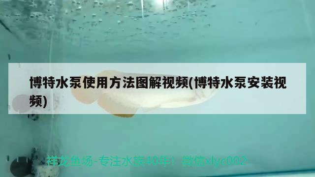 博特水泵使用方法圖解視頻(博特水泵安裝視頻) 博特水泵使用方法圖解視頻(博特水泵安裝視頻) 博特水族