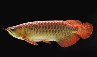 龍魚長須瘤