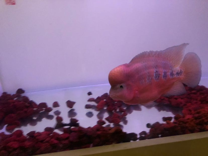 紅帝王雷龍魚繁殖方法 紅帝王雷龍魚繁殖方法 龍魚百科 第1張