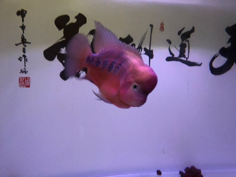 紅帝王雷龍魚繁殖方法 紅帝王雷龍魚繁殖方法 龍魚百科 第3張