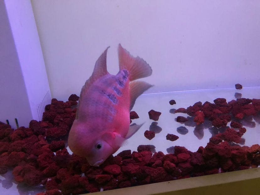 紅帝王雷龍魚繁殖方法 紅帝王雷龍魚繁殖方法 龍魚百科 第2張