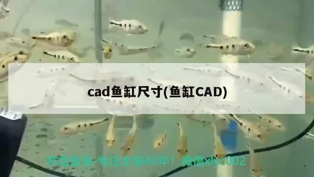 龍魚魚缸vs祥龍魚場(chǎng)：龍魚魚缸vs祥龍魚場(chǎng)，對(duì)比分析與評(píng)價(jià)