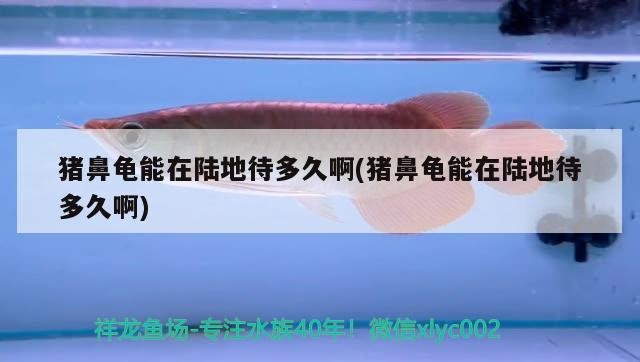 豬鼻龜能在陸地待多久啊(豬鼻龜能在陸地待多久啊) 豬鼻龜能在陸地待多久啊(豬鼻龜能在陸地待多久啊) 豬鼻龜百科