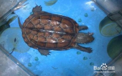 大魚(yú)缸怎么養(yǎng)烏龜：在大魚(yú)缸中養(yǎng)烏龜?shù)幕静襟E和注意事項(xiàng)