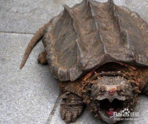 大魚(yú)缸怎么養(yǎng)烏龜：在大魚(yú)缸中養(yǎng)烏龜?shù)幕静襟E和注意事項(xiàng)