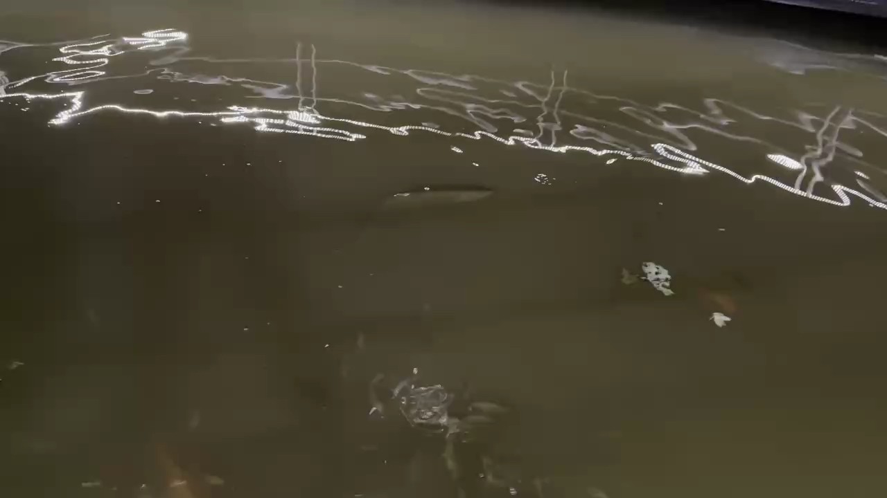 這條野生龍魚大概價值多少？