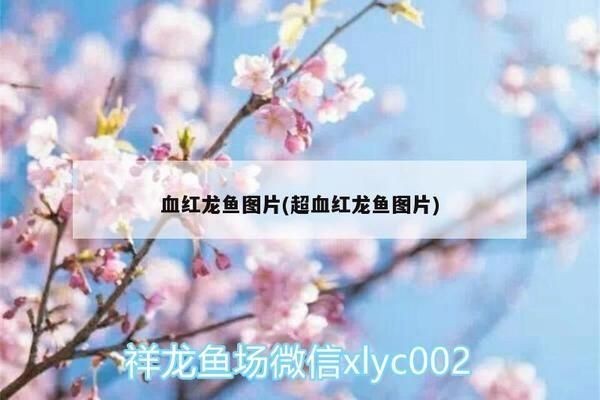 血紅龍魚：養(yǎng)殖血紅龍魚需要注意什么？ 血紅龍魚：養(yǎng)殖血紅龍魚需要注意什么？ 紅龍魚百科 第5張