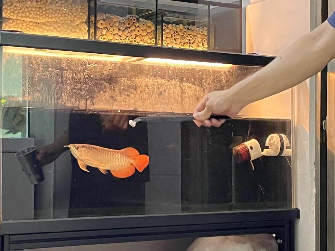 龍魚干蝦有營養嗎 新寵 龍魚論壇 新寵 新寵 龍魚論壇