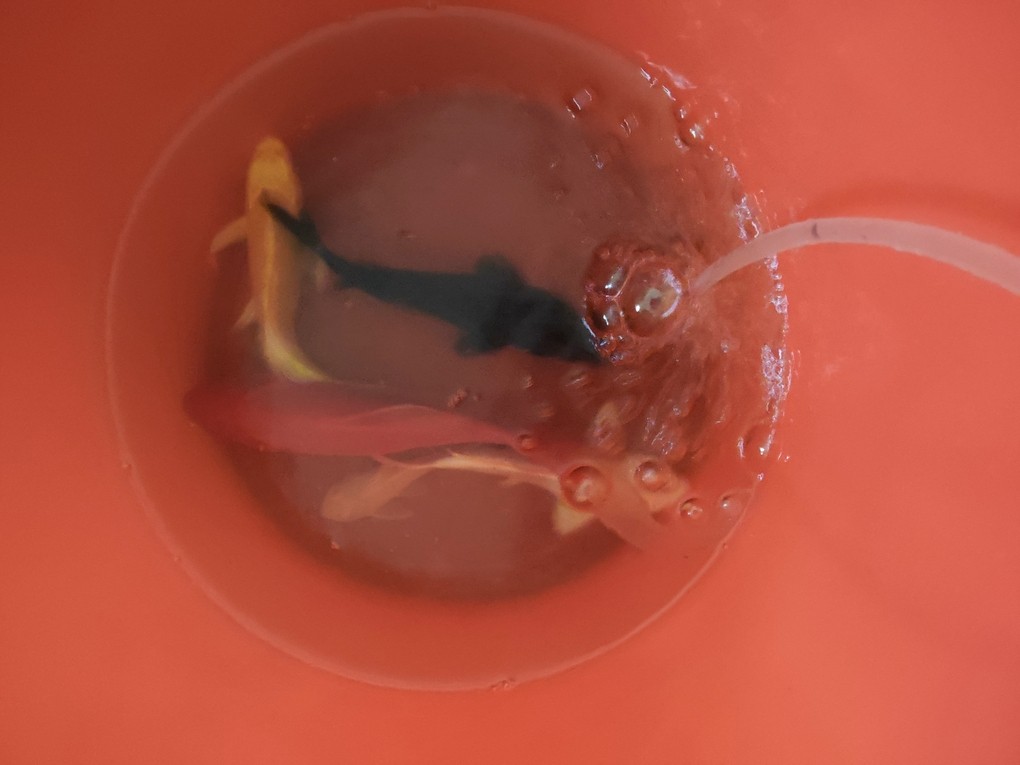 魚(yú)缸添新魚(yú)