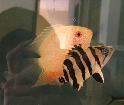 小虎魚眼睛內(nèi)蒙怎么辦：小虎魚眼睛內(nèi)蒙怎么辦虎魚內(nèi)蒙眼治療方法
