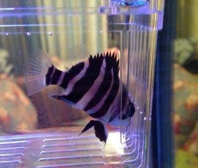 小虎魚眼睛內(nèi)蒙怎么辦：小虎魚眼睛內(nèi)蒙怎么辦虎魚內(nèi)蒙眼治療方法