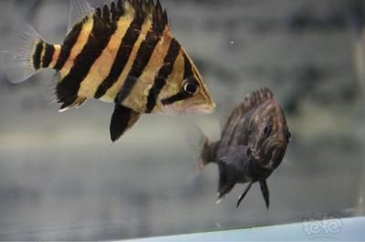 小虎魚眼睛內(nèi)蒙怎么辦：小虎魚眼睛內(nèi)蒙怎么辦虎魚內(nèi)蒙眼治療方法