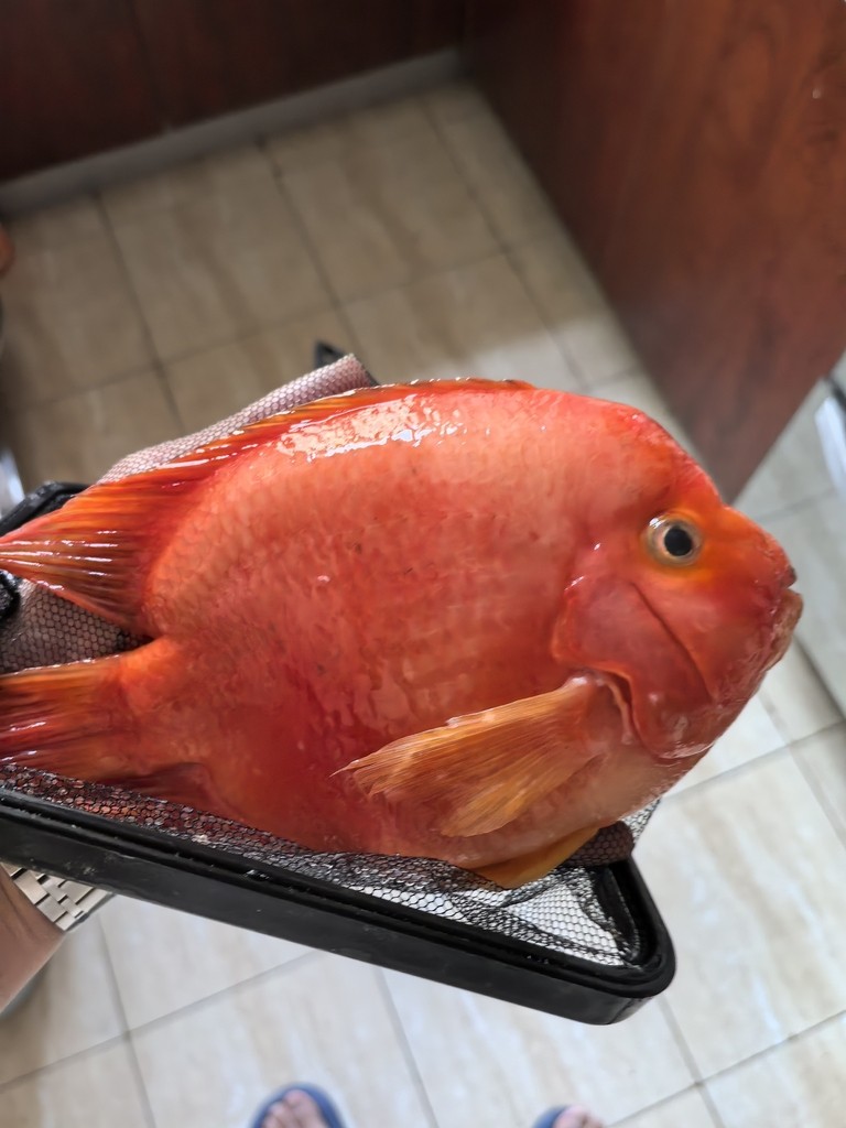 魚缸用增氧泵價格是多少:魚缸增氧機-xtrac增氧機-xtrac增氧機 養了幾年的,又死一條,可惜啊! 龍魚論壇 養了幾年的,又死一條,可惜啊! 養了幾年的,又死一條,可惜啊! 龍魚論壇